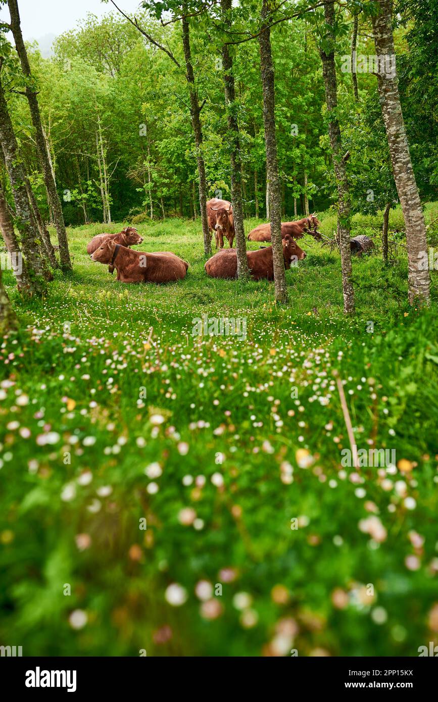 Cows resting in a green field Stock Photo - Alamy