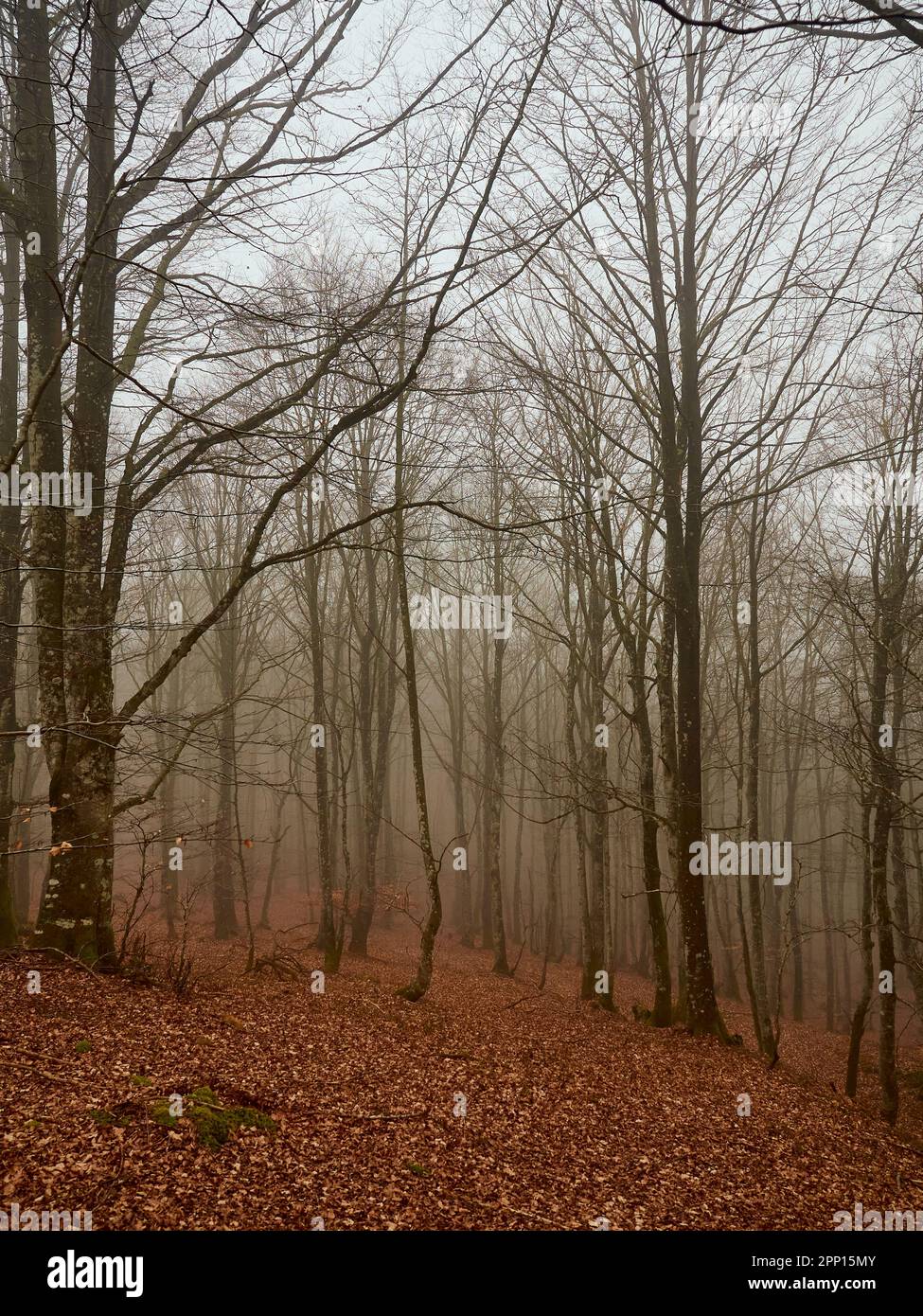 Beech forest on hiking hi-res stock photography and images - Alamy