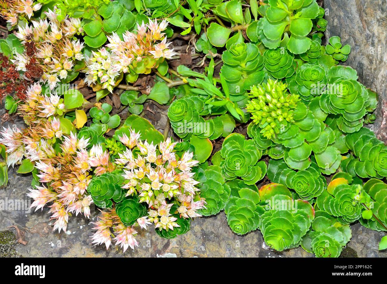 White pink blossoming of Sedum spurium - Stonecrop, a succulent groundcover on summer garden roсkery among stones. White pink flowers of perennial orn Stock Photo