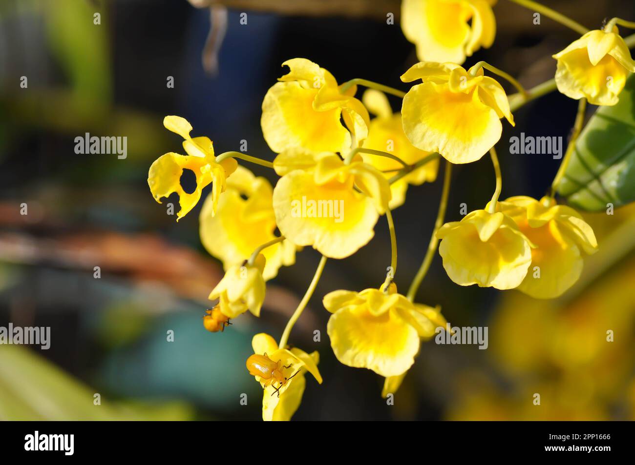yellow orchid, orchid or ORCHIDACEAE flower or Dendrobium lindleyi Steud or Dendrobium lindleyi or yellow flowers and Nemognathinae or beetle Stock Photo