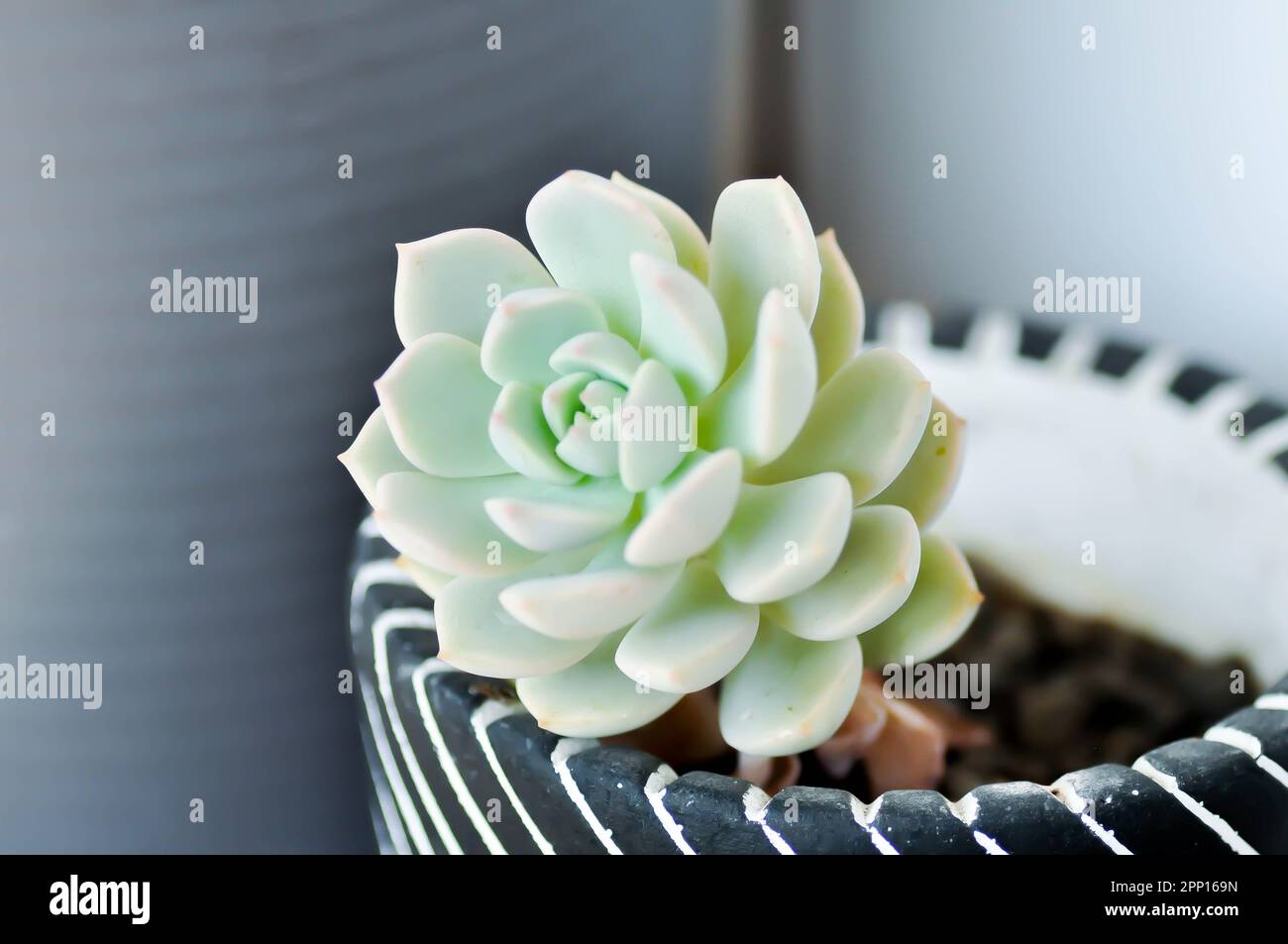 Kalanchoe, Kalanchoideae or Crassulaceae or K blossfeldiana or Magnoliophyta or succulent or cactus in the flowerpot Stock Photo