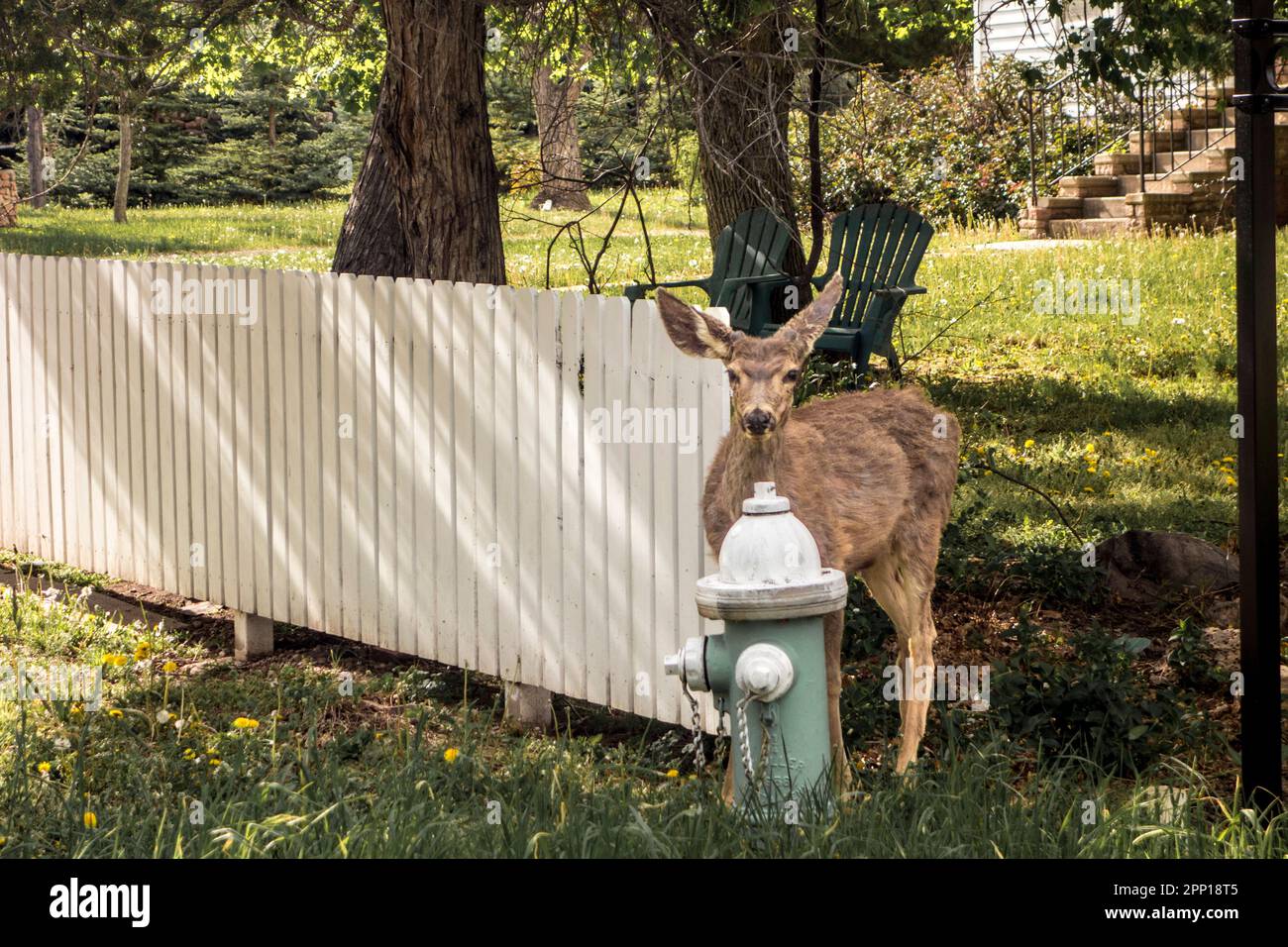 Mule Deer, Odocoileus hemionus, in suburban backyard, Boulder, Colorado, United States Stock Photo