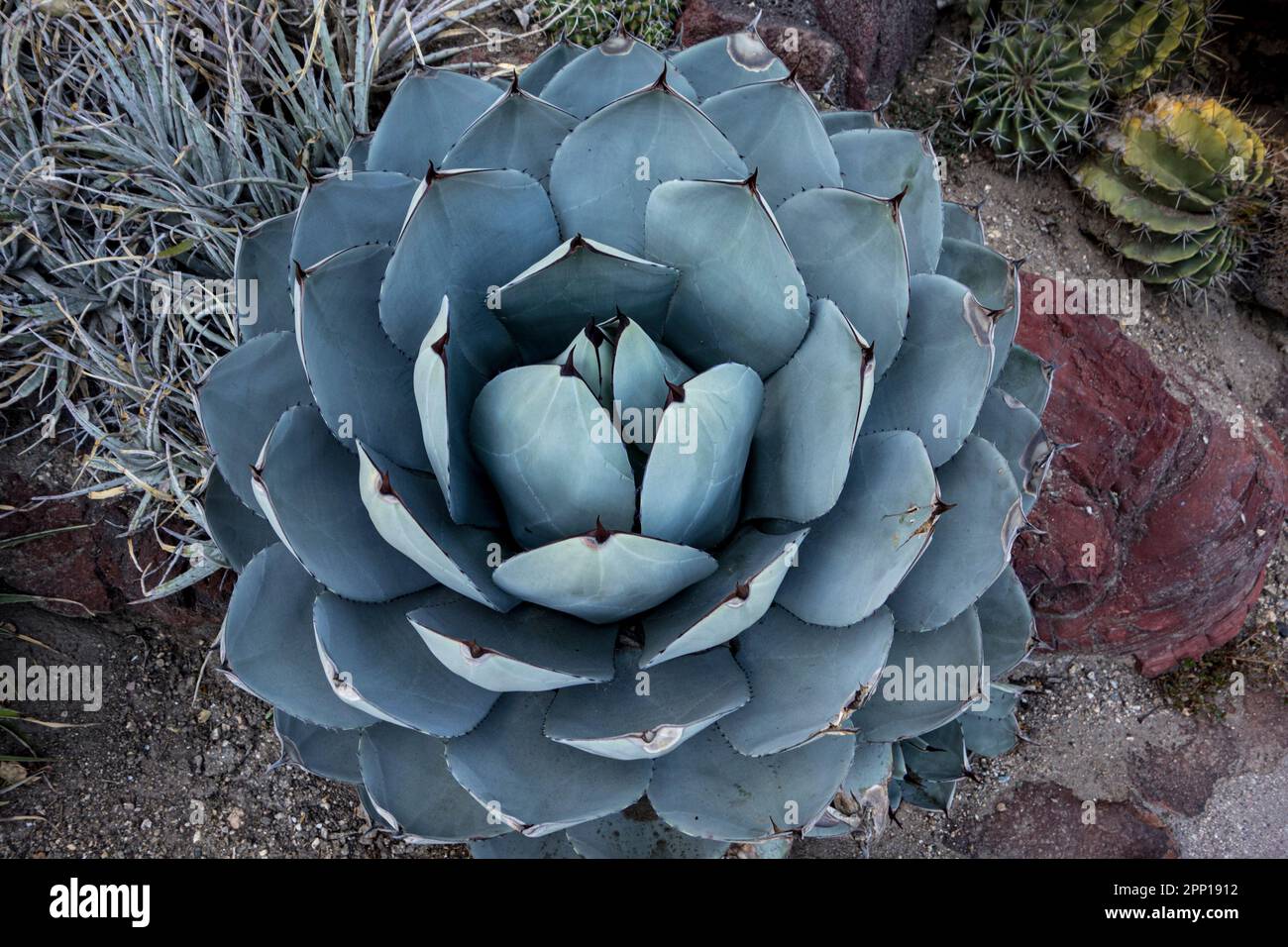 Agave parryi, var.truncata, California Stock Photo