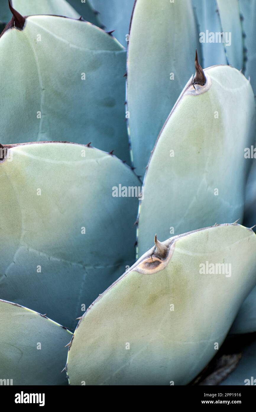 Agave parryi, var.truncata, California Stock Photo