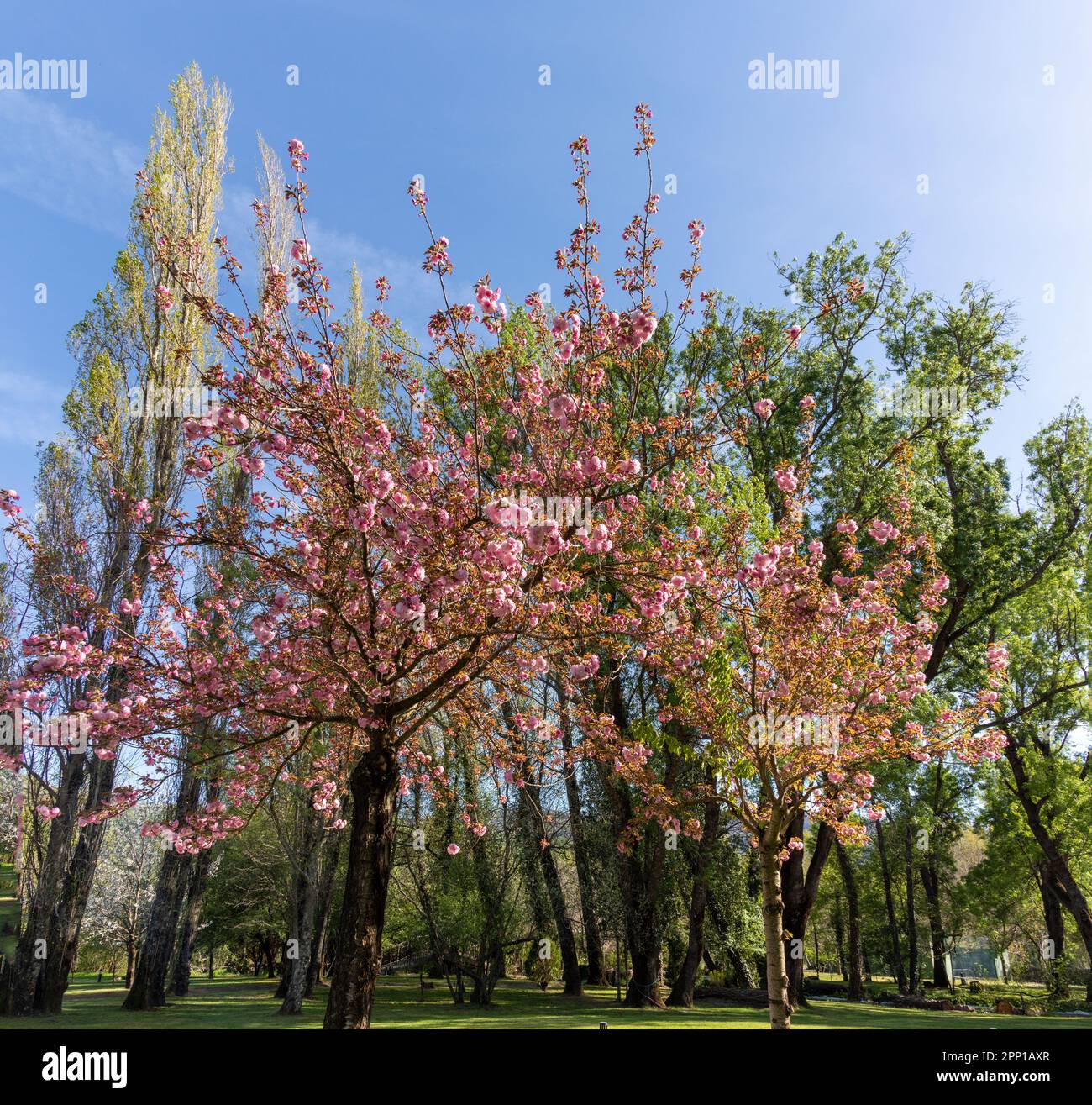 Fotografía panorámica de un paisaje con dos cerezos japoneses en primer plano Stock Photo