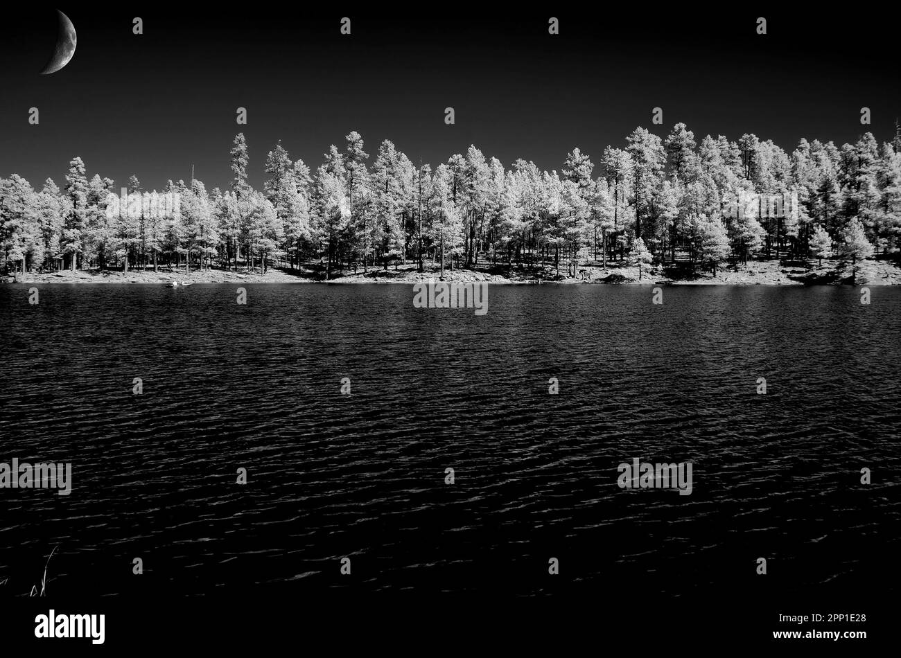 Forest lake with moon and pine trees in background Stock Photo - Alamy
