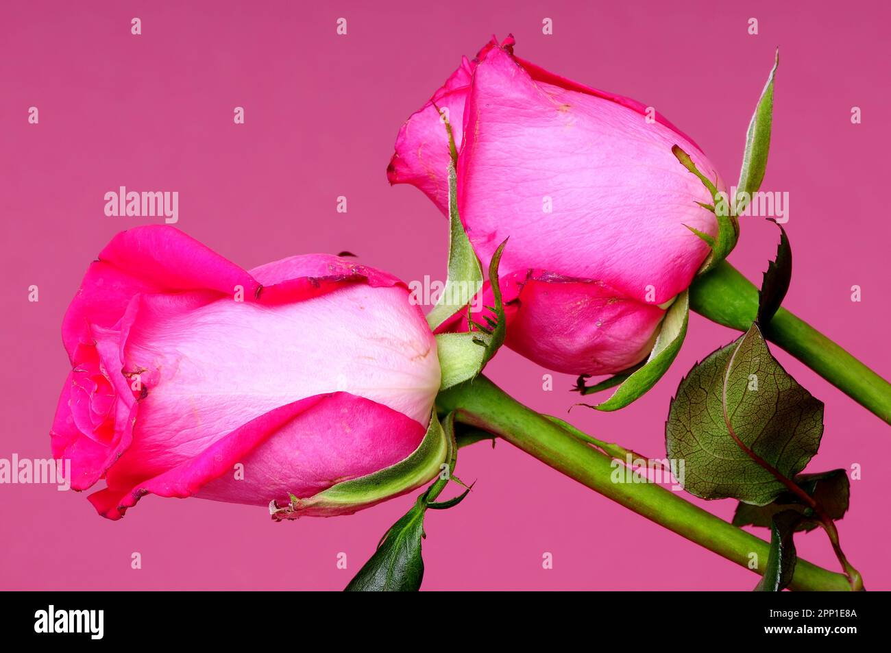 Rose Floral arrangement isolated over a pink background Stock Photo - Alamy