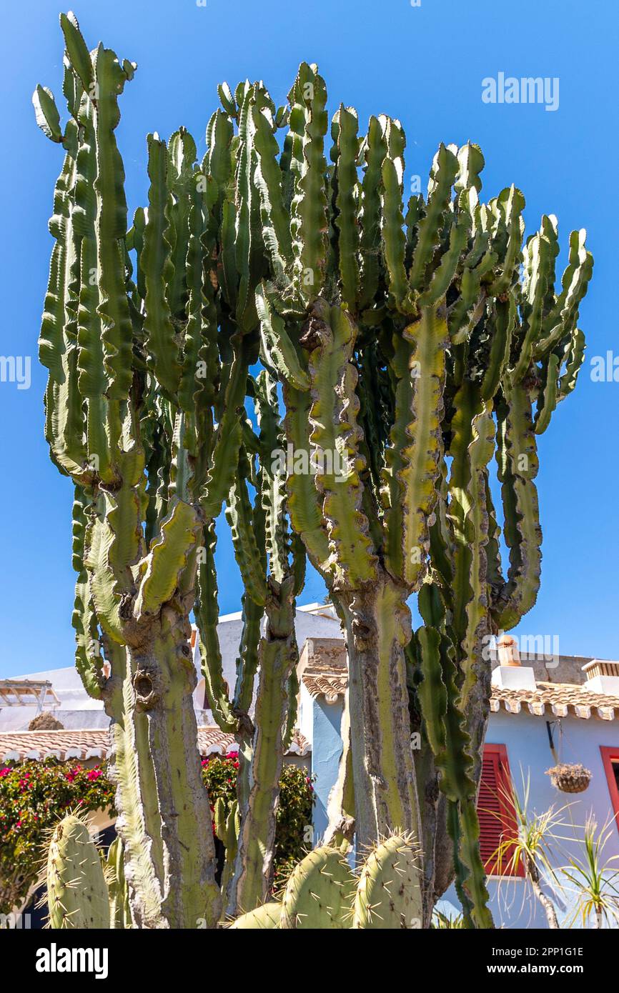 Close up view of a large Candelabra tree (Euphorbia candelabrum) cactus