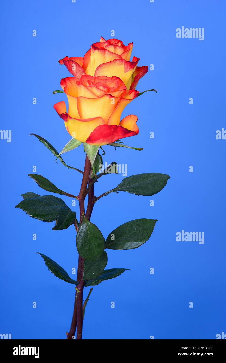 Rose Floral arrangement isolated over a blue background Stock Photo - Alamy