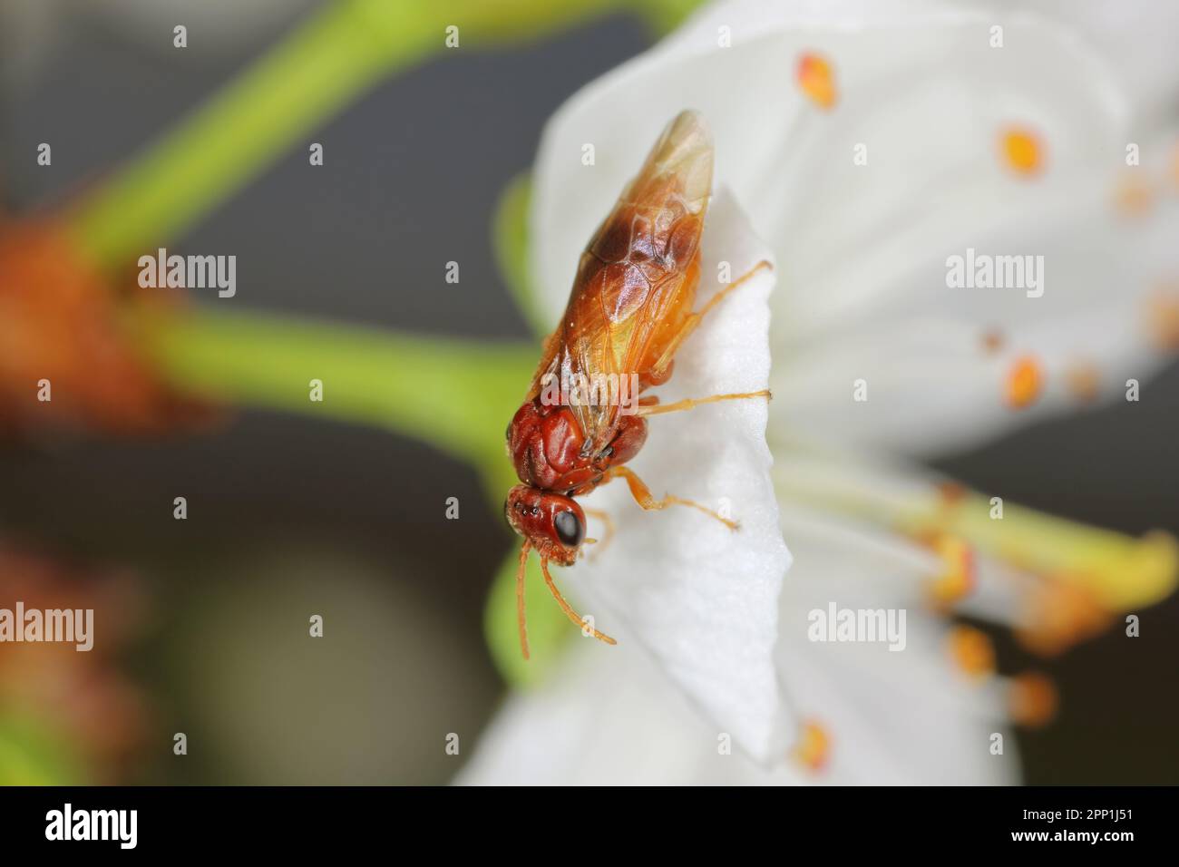 Plum sawfly (Hoplocampa flava) on plum blossoms. Larvae bore in the unripe fruits. An important pest of plum trees causing significant damage. Stock Photo