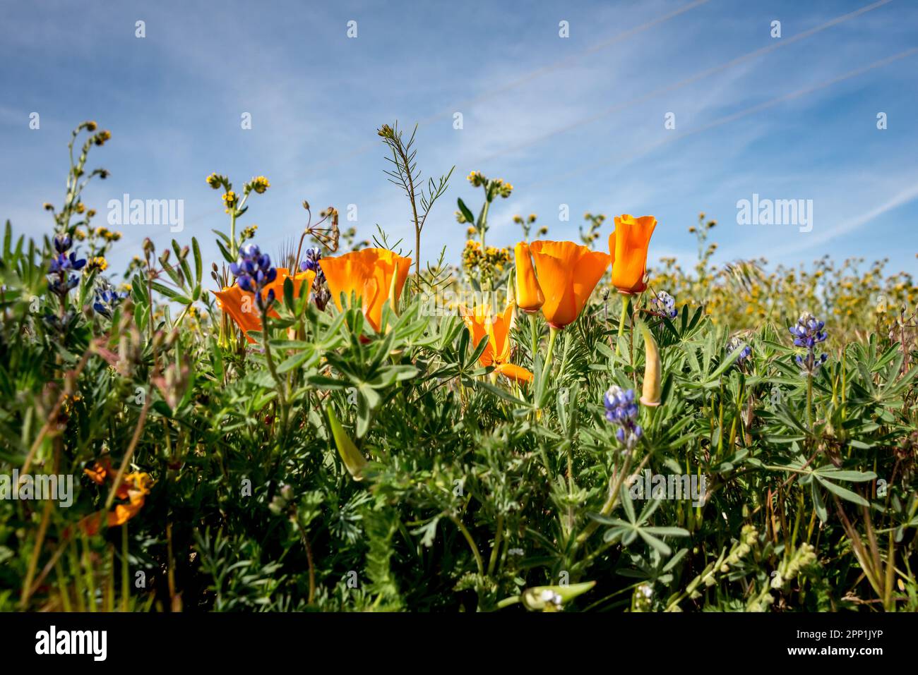 Close up of California poppies and mixed spring wildflowers with blue sky during spring super bloom at Antelope Valley, Lancaster, California. Stock Photo