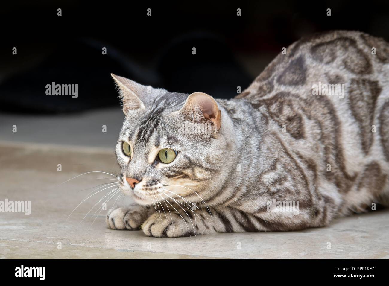 Silver bengal cat playing Stock Photo