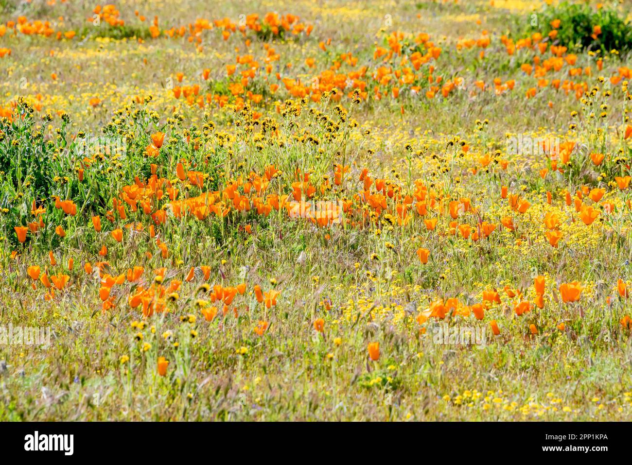 Beautiful mix of wildflowers dominated by orange poppies at Antelope