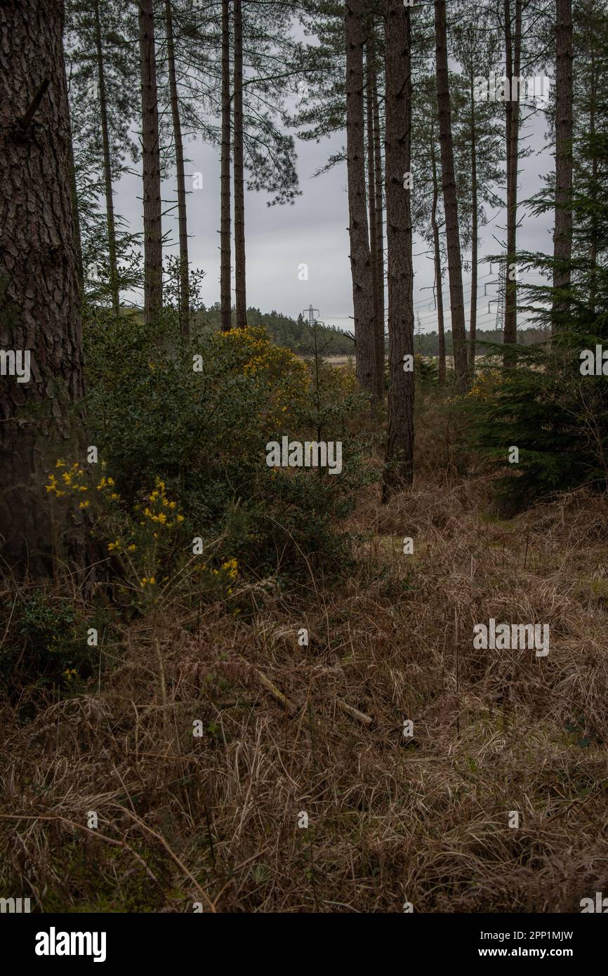 EXPLORE THE OUTDOORS WITH WOODLAND visual data 5