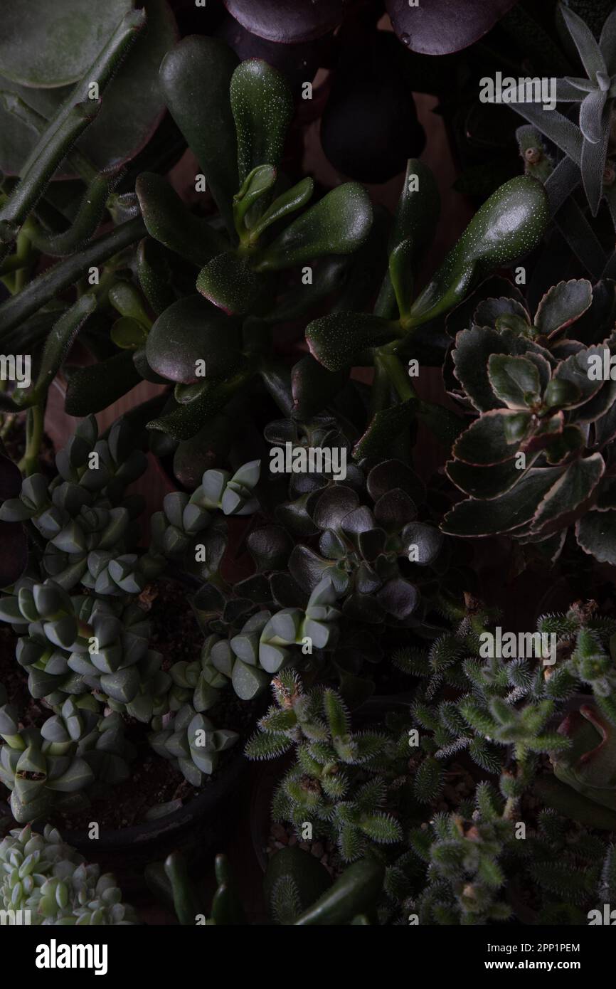 A set of different mix dark