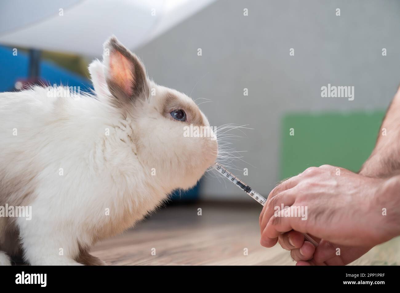 A man gives a rabbit medicine from a syringe. Bunny drinks from a