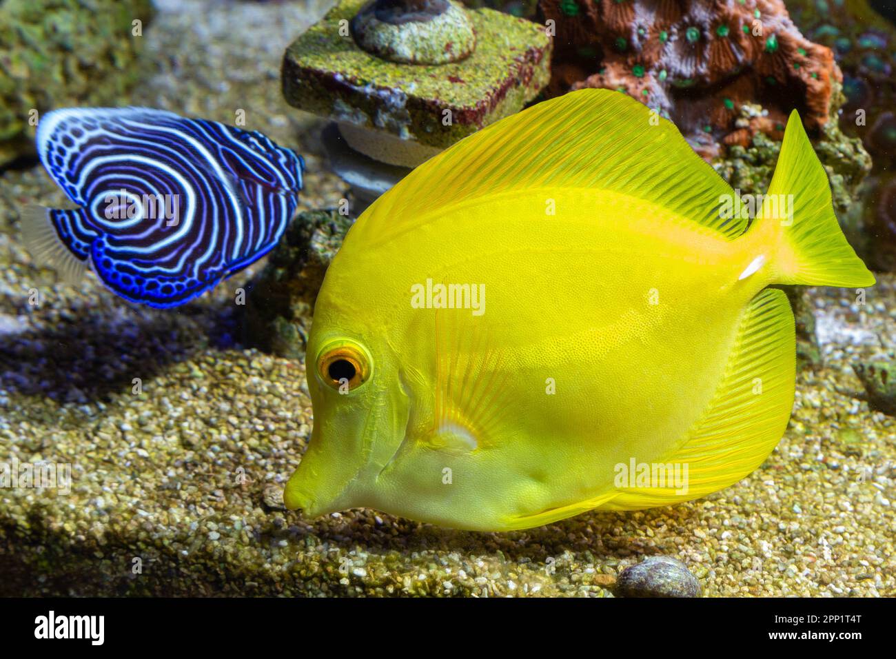 Zebrasoma Flavescens Yellow Tang In Reef Aquarium And Angel Imperator zebrasoma-flavescens-yellow-tang-in-reef-aquarium-and-angel-imperator