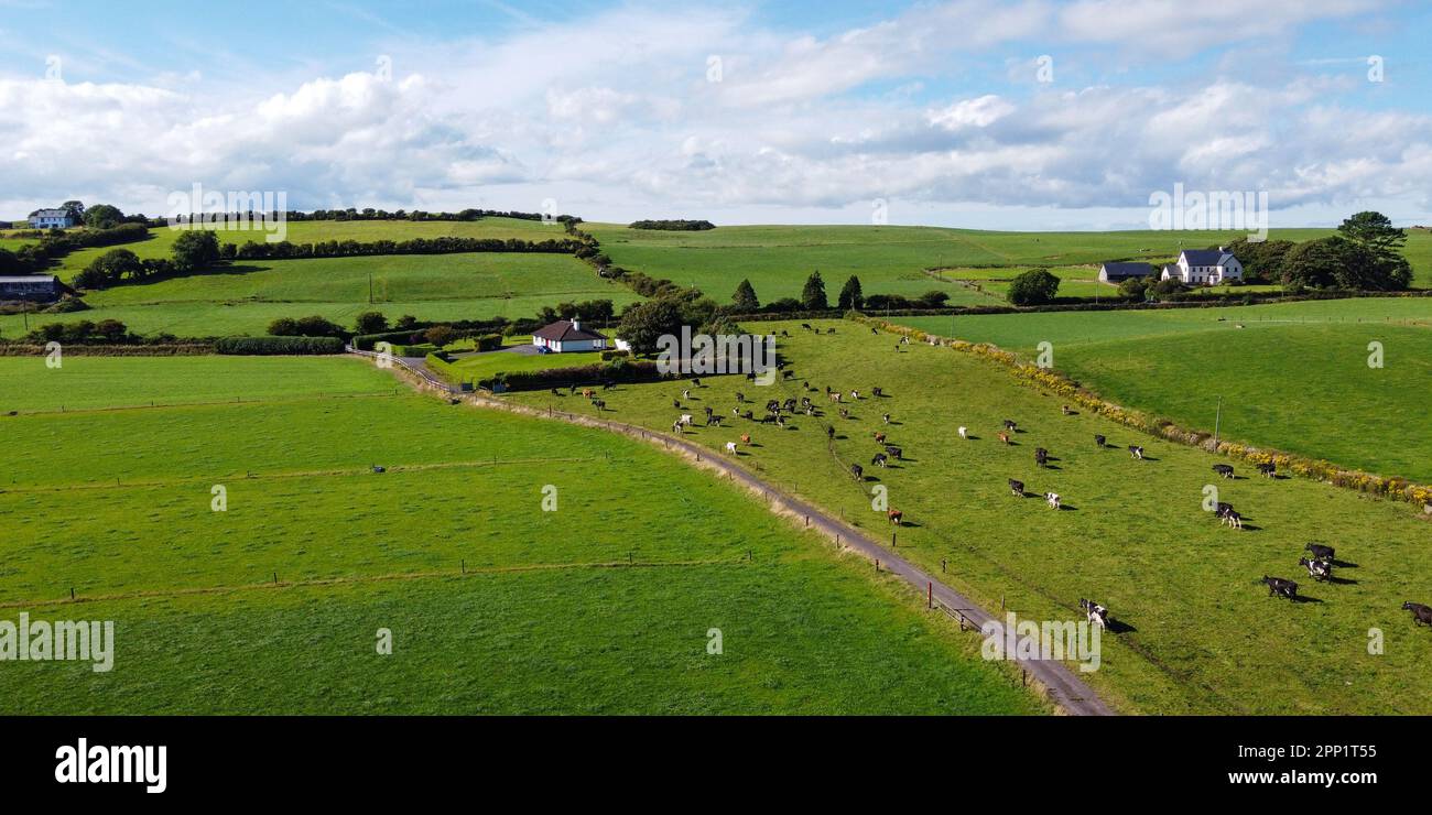 A herd of cows on a fenced green pasture in Ireland, top view. Organic Irish farm. Cattle grazing on a grass field, landscape. Animal husbandry. Green Stock Photo