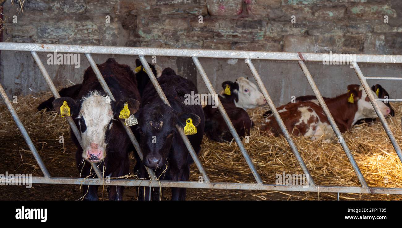 https://c8.alamy.com/comp/2PP1T85/a-small-calves-behind-the-fence-of-a-cattle-pen-on-a-cattle-farm-in-ireland-cow-on-hay-2PP1T85.jpg