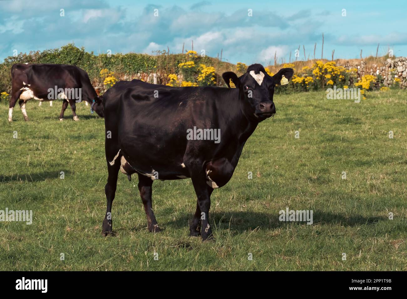 One cute black cow in the pasture of an Irish dairy farm. Black cow on green grass field Stock Photo