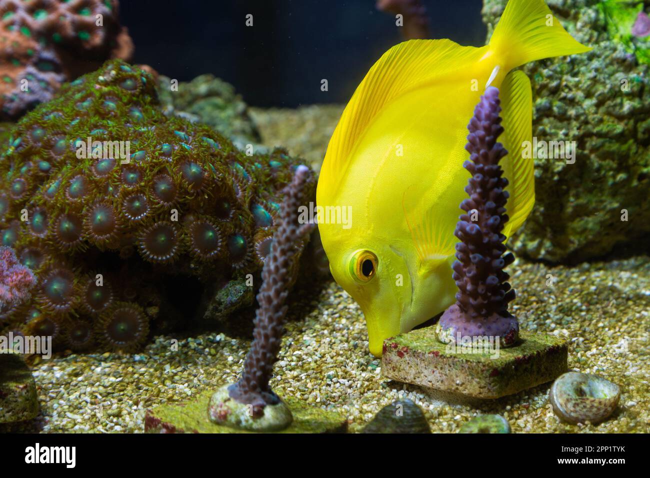 Zebrasoma flavescens - Yellow Tang in reef aquarium and corals. Stock Photo