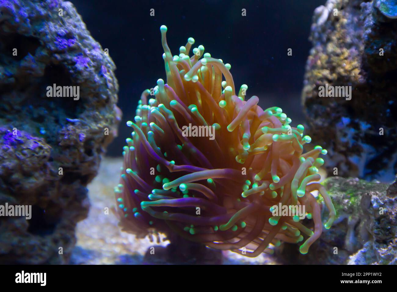 Torch Coral in reef aquarium, green and purple Euphyllia spp Stock