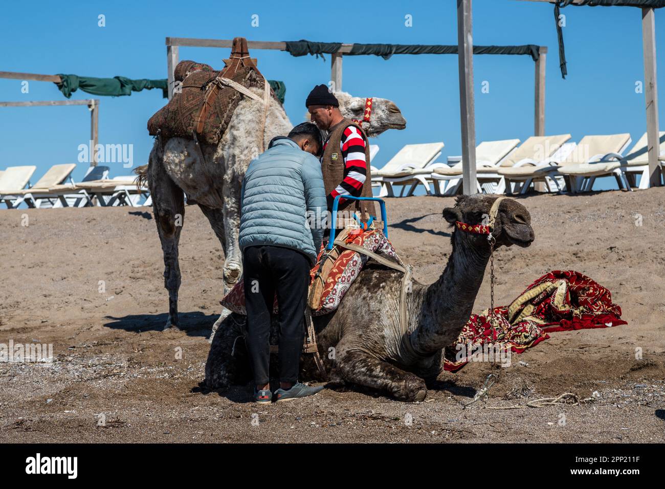 Locals offering Camel rides to tourist on the Kleopatra Beach, near the ...