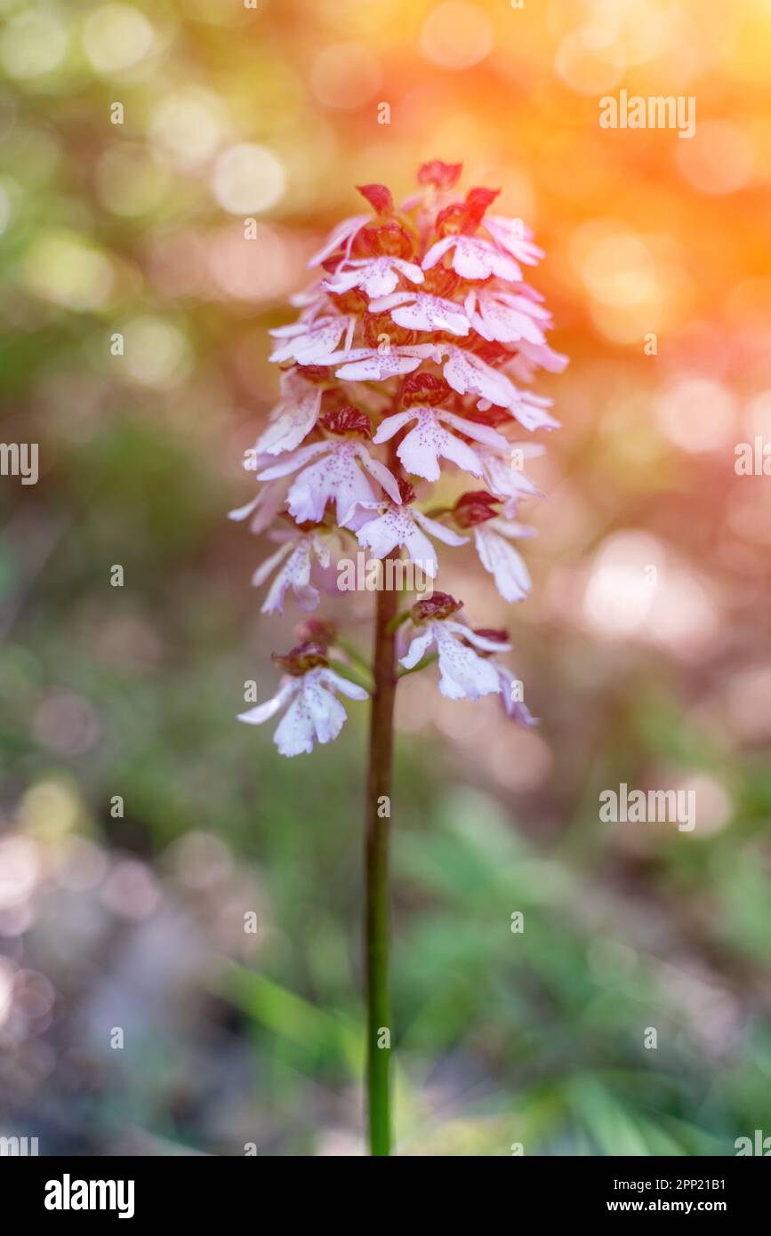 Crimean orchid Yatryshnik. Orchid Baltic iberika wild flower. High quality photo. Stock Photo