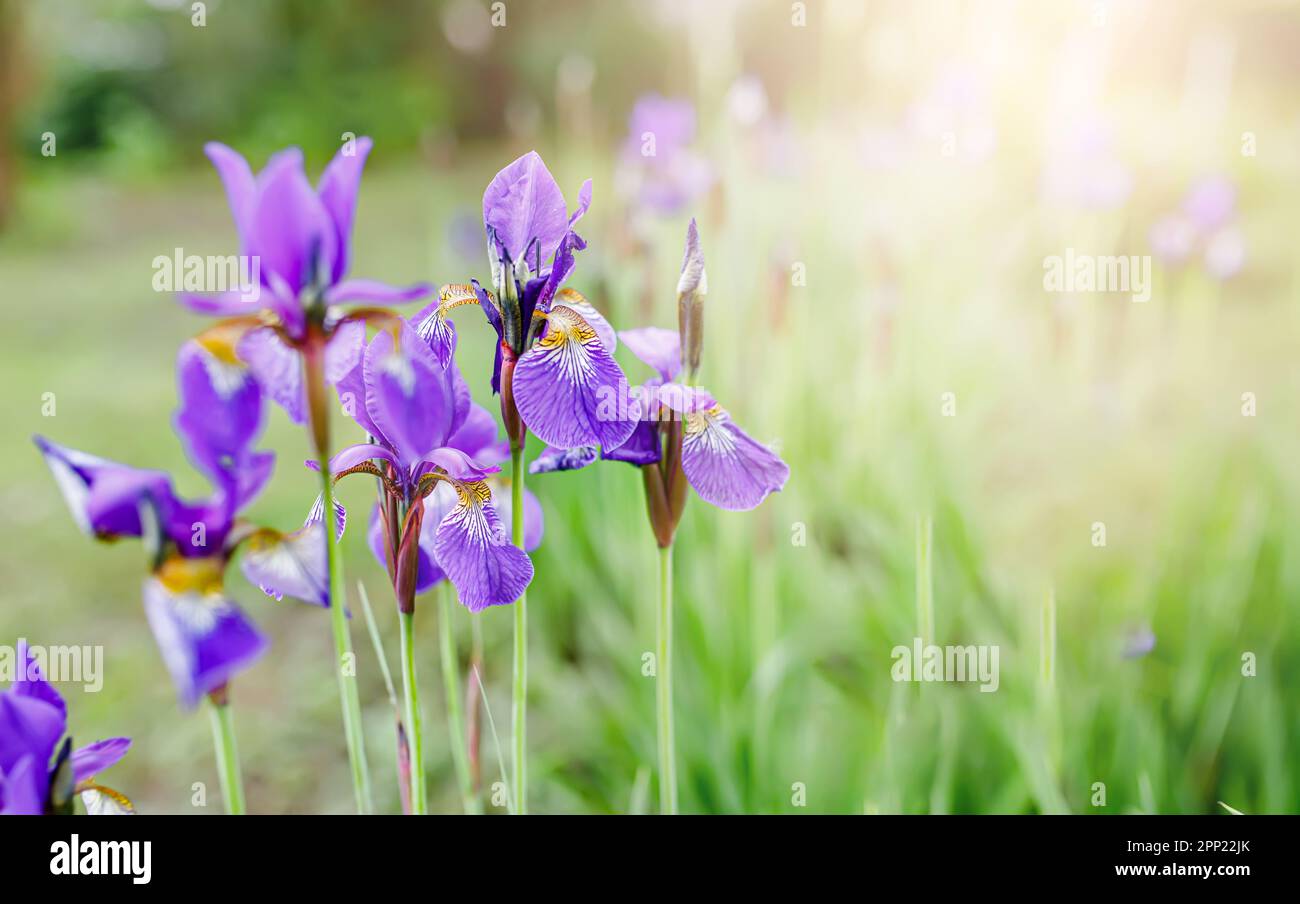Japanese iris flowers in shades of blue, purple, and white growing in a serene park landscape Stock Photo