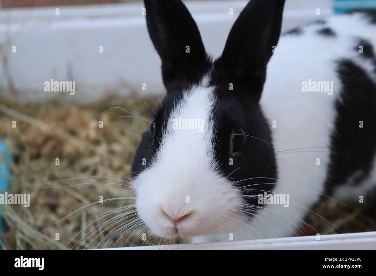 Terrace Rabbit Domestic rabbit with black and white hair on the terrace of my house ...