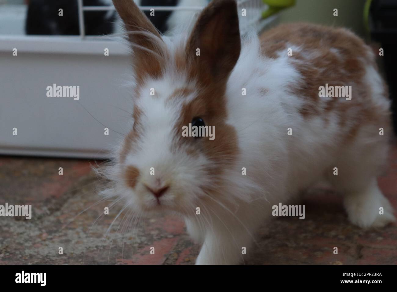 Terrace Rabbit Domestic rabbit with brown and white hair on the terrace of my house ...