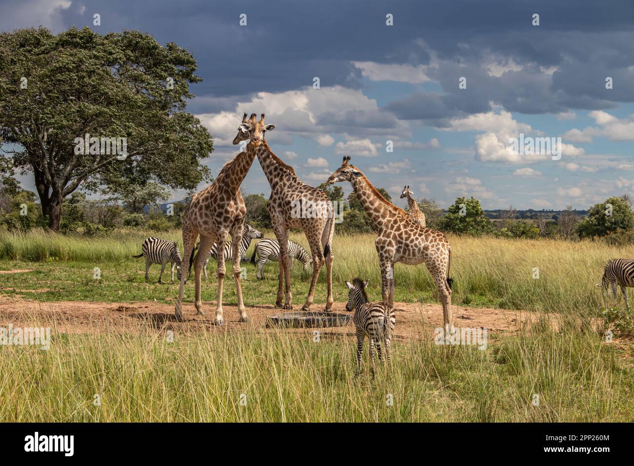Several wild animals (zebra and giraffe), gathering around water source in savannah in national preservation park Imire, in Zimbabwe, scenic landscape Stock Photo