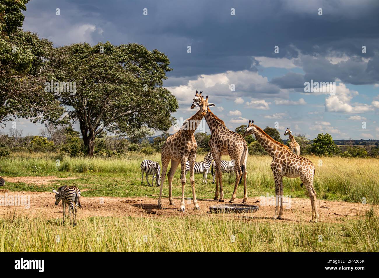 Several wild animals (zebra and giraffe), gathering around water source in savannah in national preservation park Imire, in Zimbabwe, scenic landscape Stock Photo