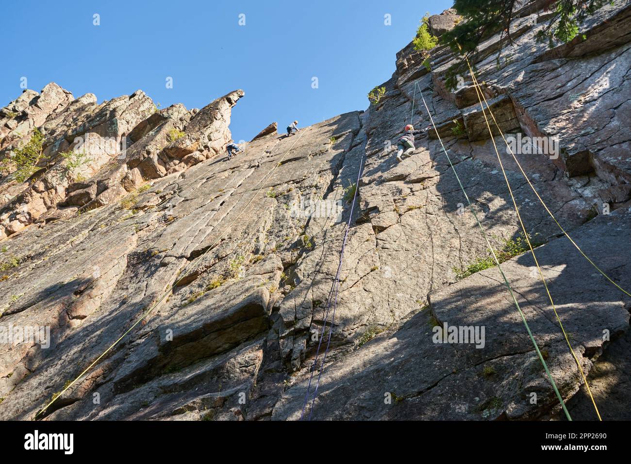 Pearly climbers main image 0