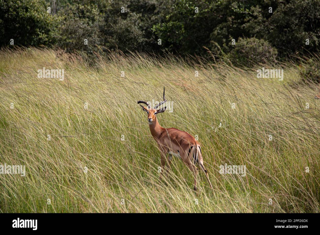 The impala or rooibok (Aepyceros melampus), medium-sized antelope resting in savannah grass, in Imire Rhino & Wildlife Conservancy National Park Stock Photo