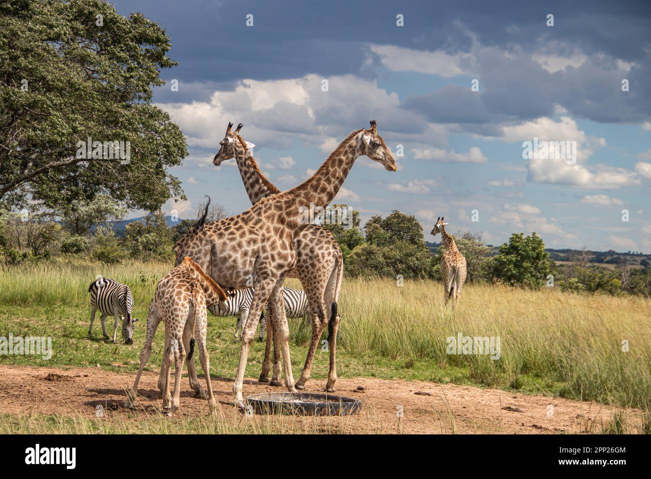 Several wild animals (zebra and giraffe), gathering around water source in savannah in national preservation park Imire, in Zimbabwe, safari in Africa Stock Photo