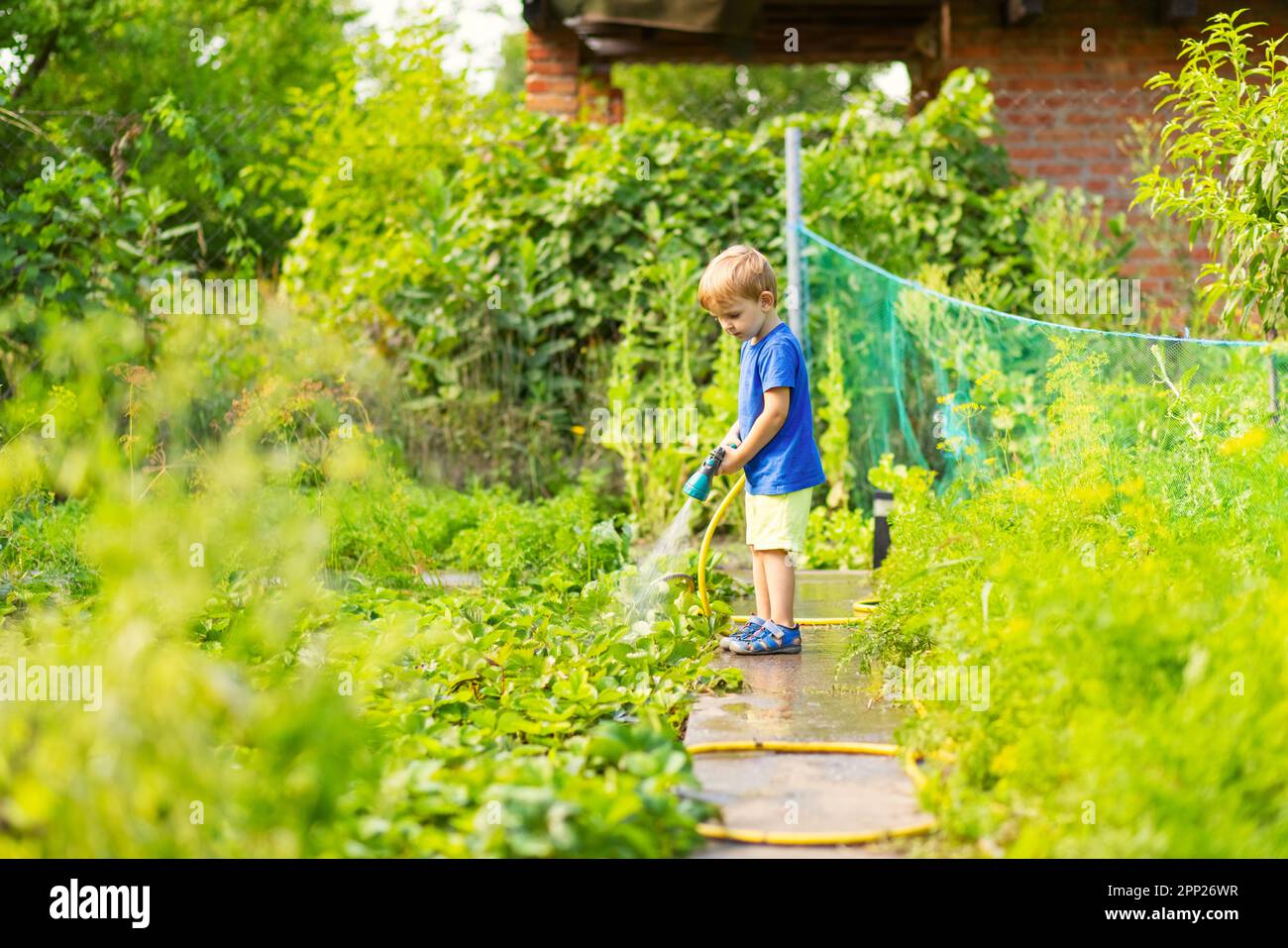 Child watering flowers and plants in garden. Little boy gardening Stock ...