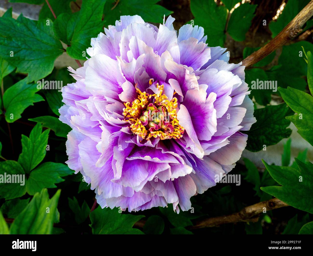 detail of a purple peony (Paeonia suffruticosa) flower with blurred background Stock Photo