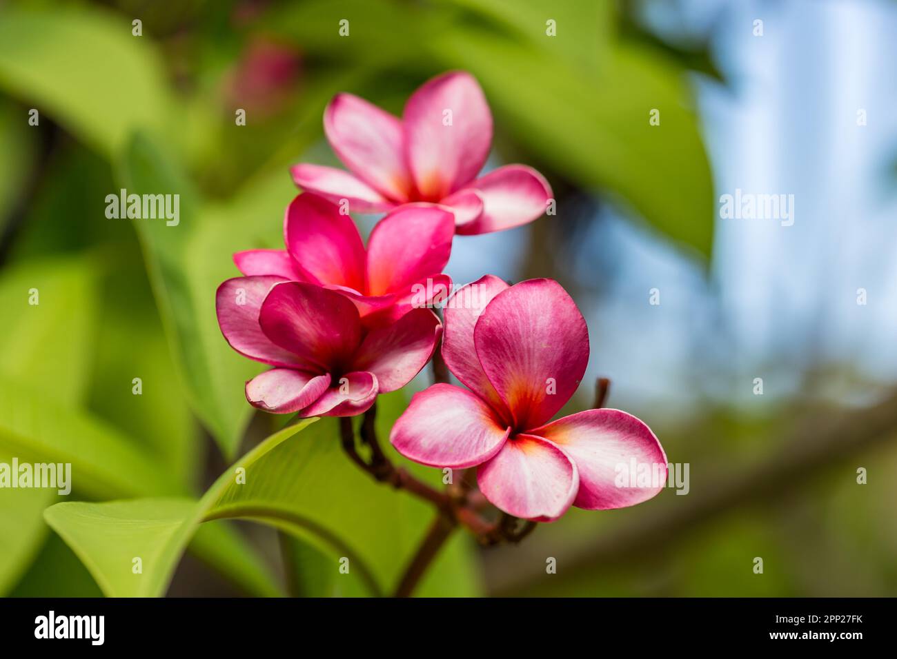 Plumeria Rubra or Red Frangipani Flower, Queensland; Australia Stock ...