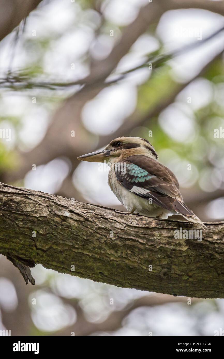 Laughing Kookaburra sitting on Branch of a Tree, Queensland; Australia. Stock Photo