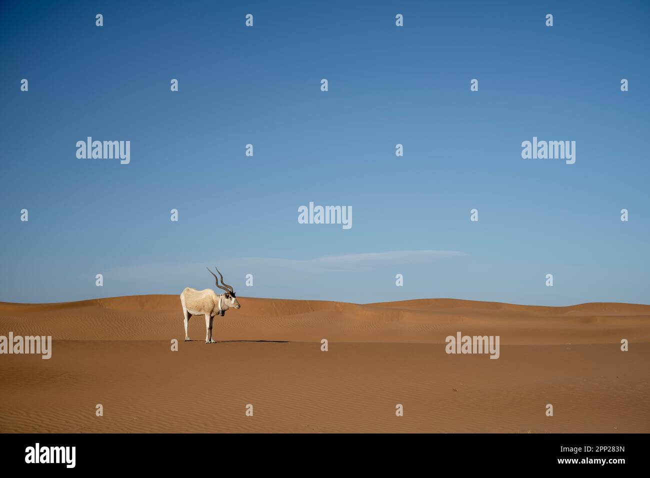 Male addax antelope with collar in the dunes of Erg Chegaga Stock Photo ...