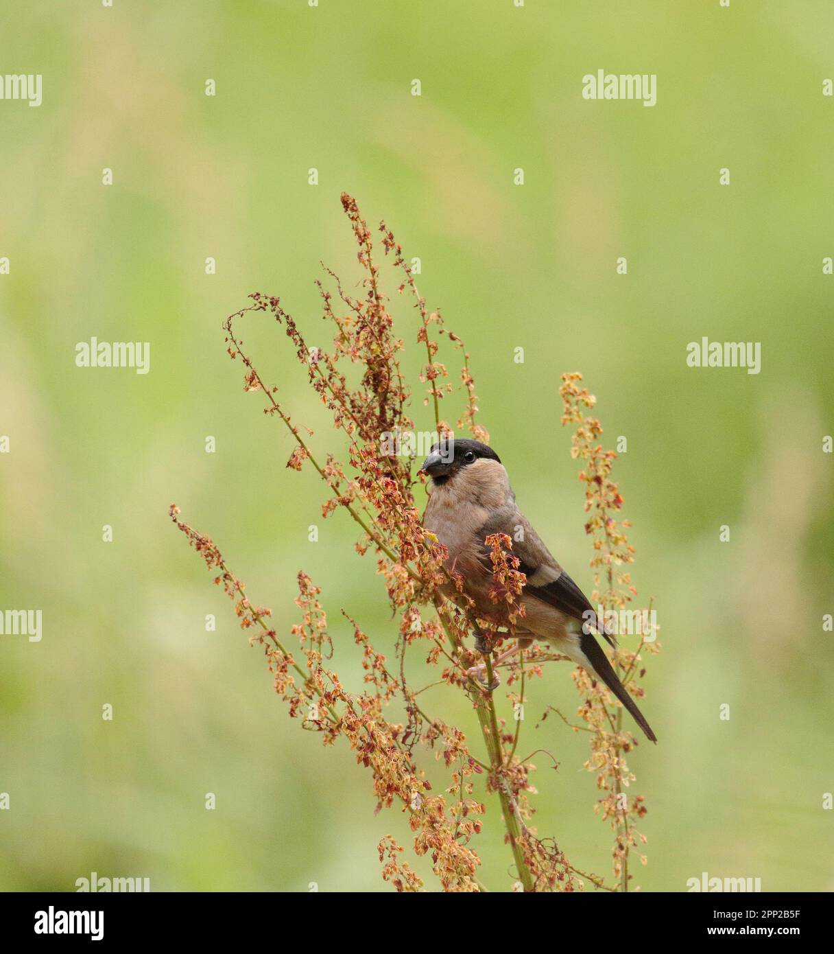 Bullfinch Stock Photo