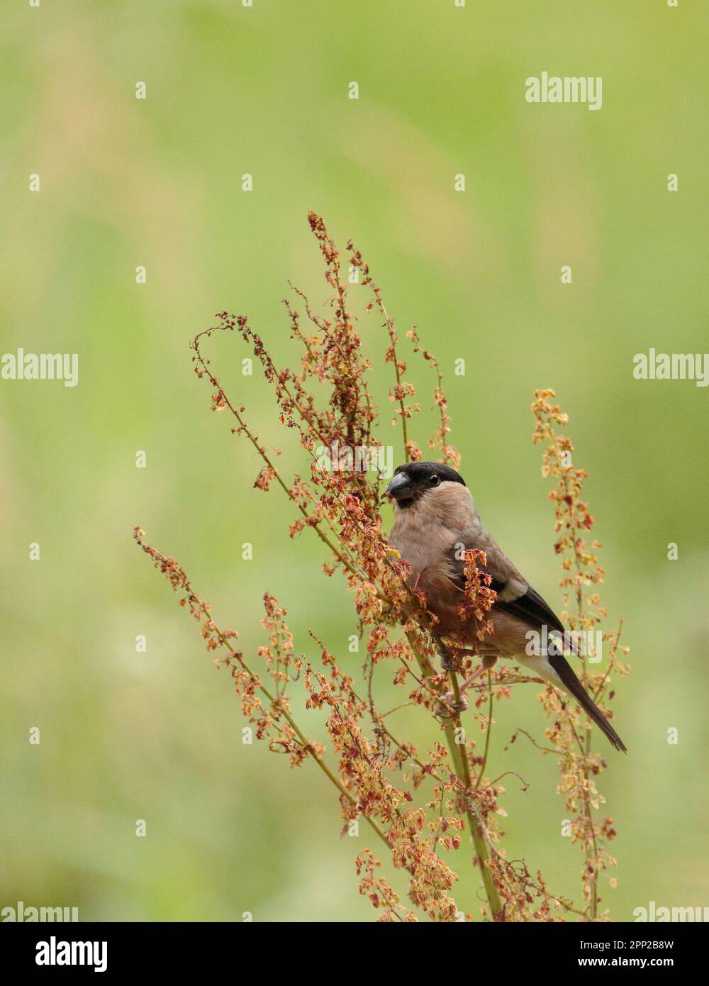 Bullfinch Stock Photo