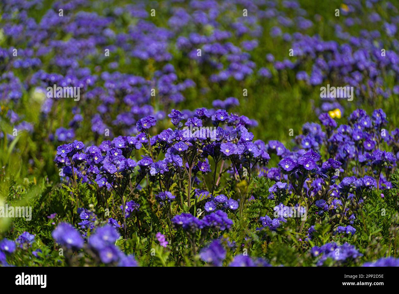 Distant flowers hi-res stock photography and images - Alamy