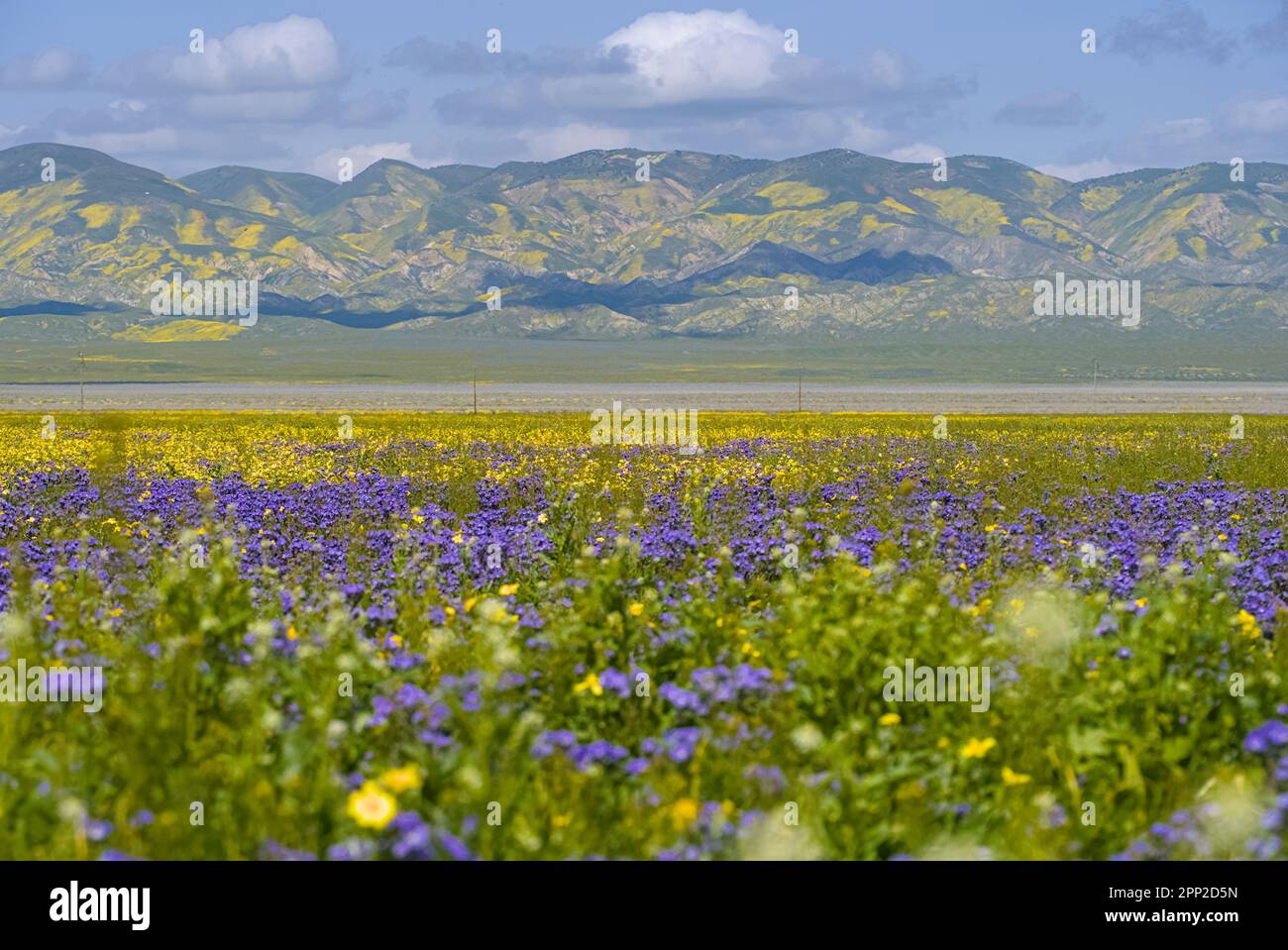 Super bloom in Carrizo Plain Stock Photo