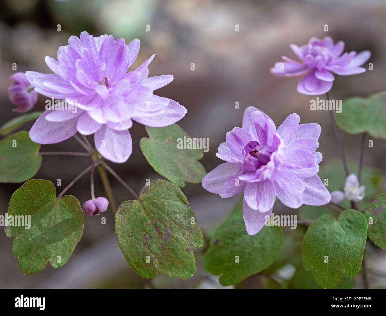 Lovely purple flowers of rue anemone Anemonella thalictroides Stock Photo