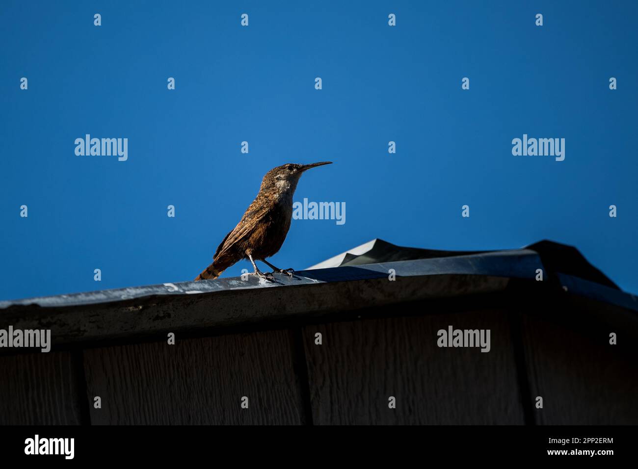 a bird on the roof Expedition of biologists and scientists from MEX and ...