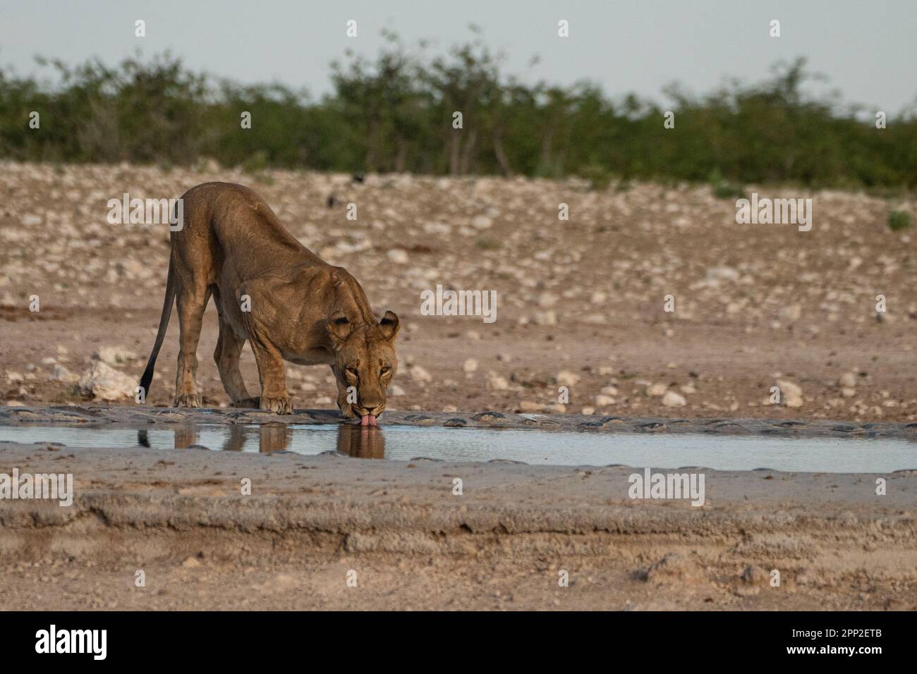 Lioness drinks water in the waterhole Stock Photo