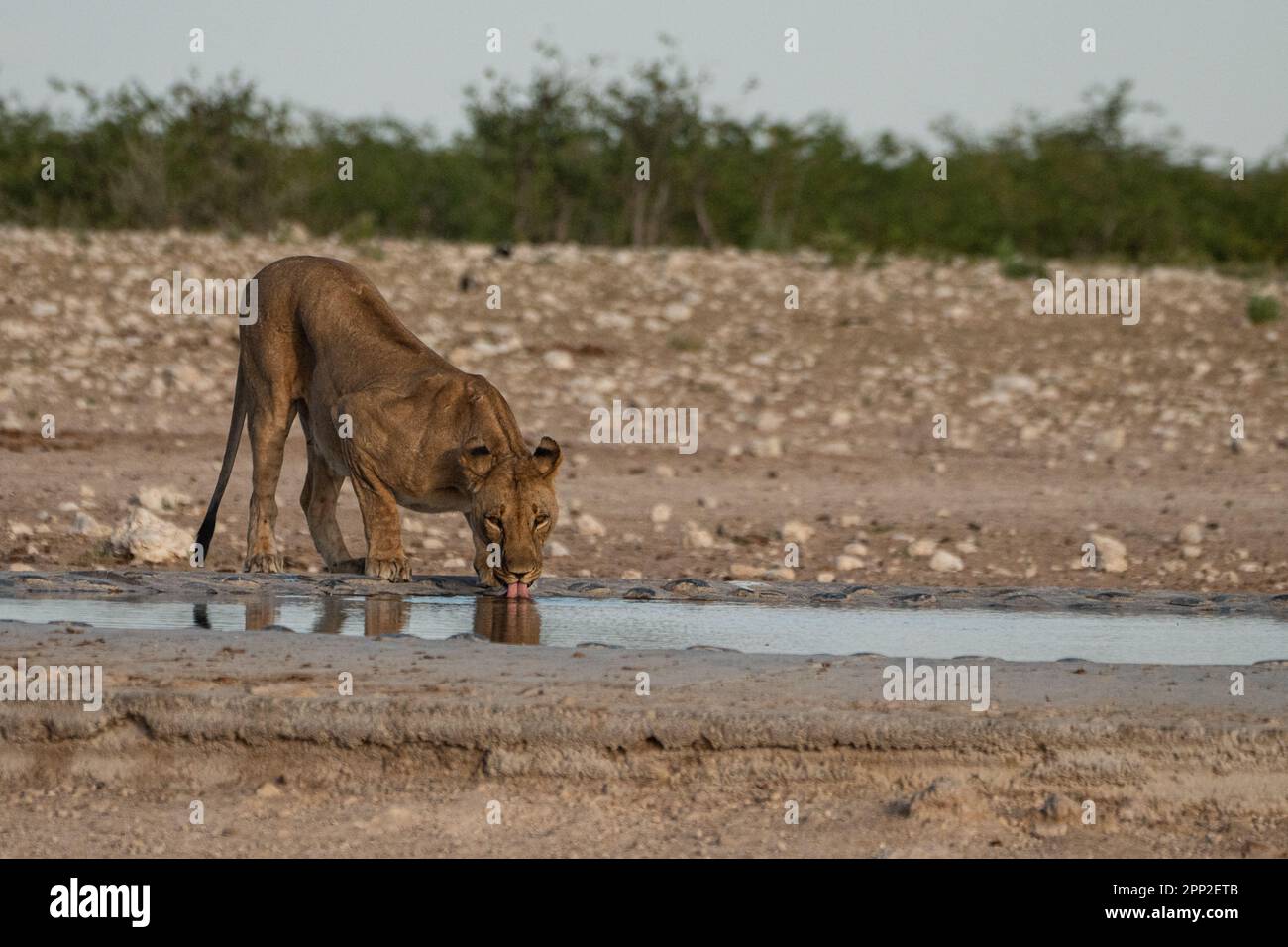 Handcrafted Water Pipe- The Lioness main image 1