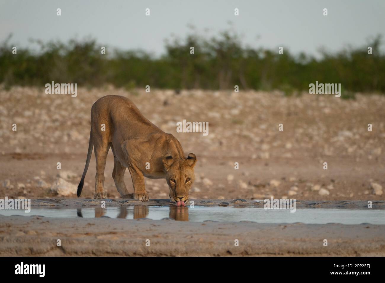 lions and lionesses Stock Photo
